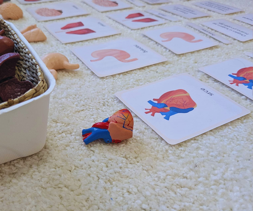 Trodijelne Montessori kartice i društvena igra: Moje tijelo (BESPLATNO)